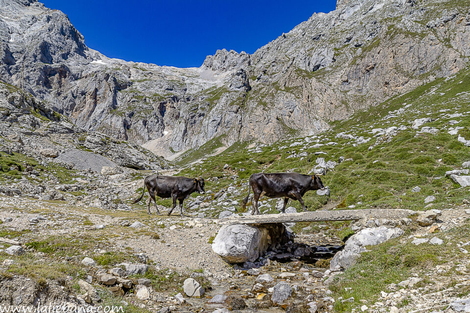 EL «RIO DUJE» A LOS PIES DE LOS PICOS DE EUROPA.