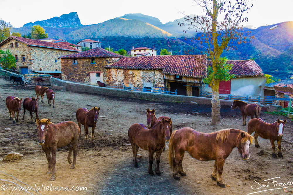 LIEBANA