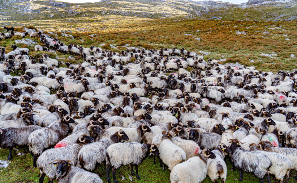 EXPERIENCIA PASTOR POR UN DÍA – turismo rural en Liébana y Potes, Cantabria